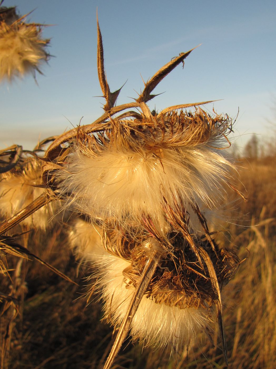 Image of Cirsium vulgare specimen.