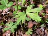 Ranunculus subborealis