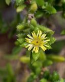 Delosperma echinatum. Верхушка побега с цветком. Израиль, Шарон, г. Тель-Авив, ботанический сад университета. 22.10.2018.