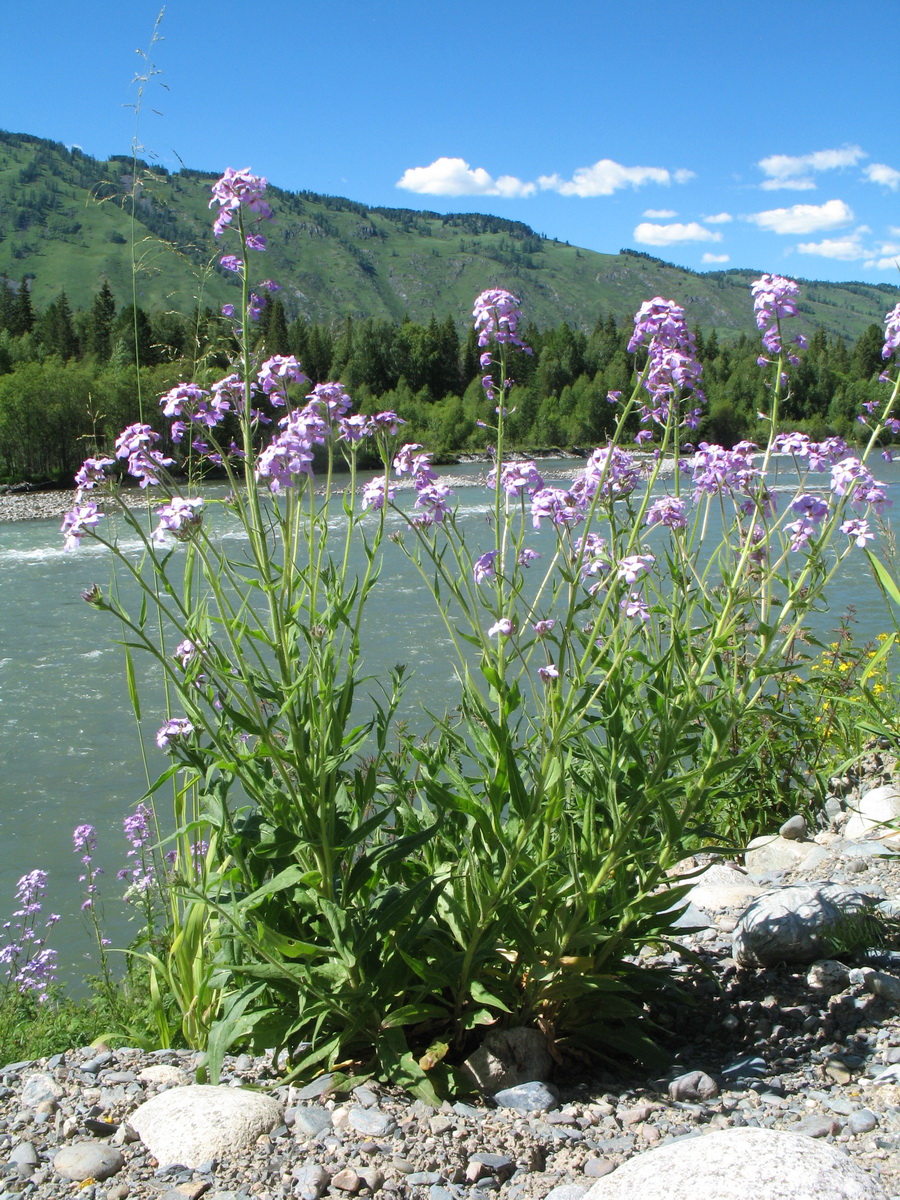 Image of Hesperis sibirica specimen.