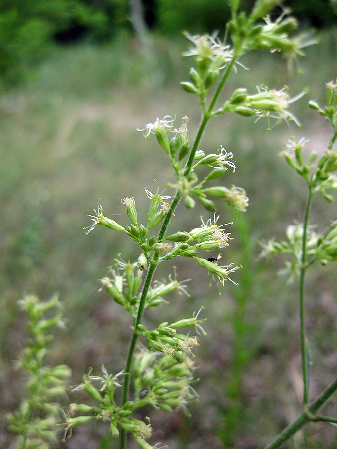 Image of Silene eugeniae specimen.