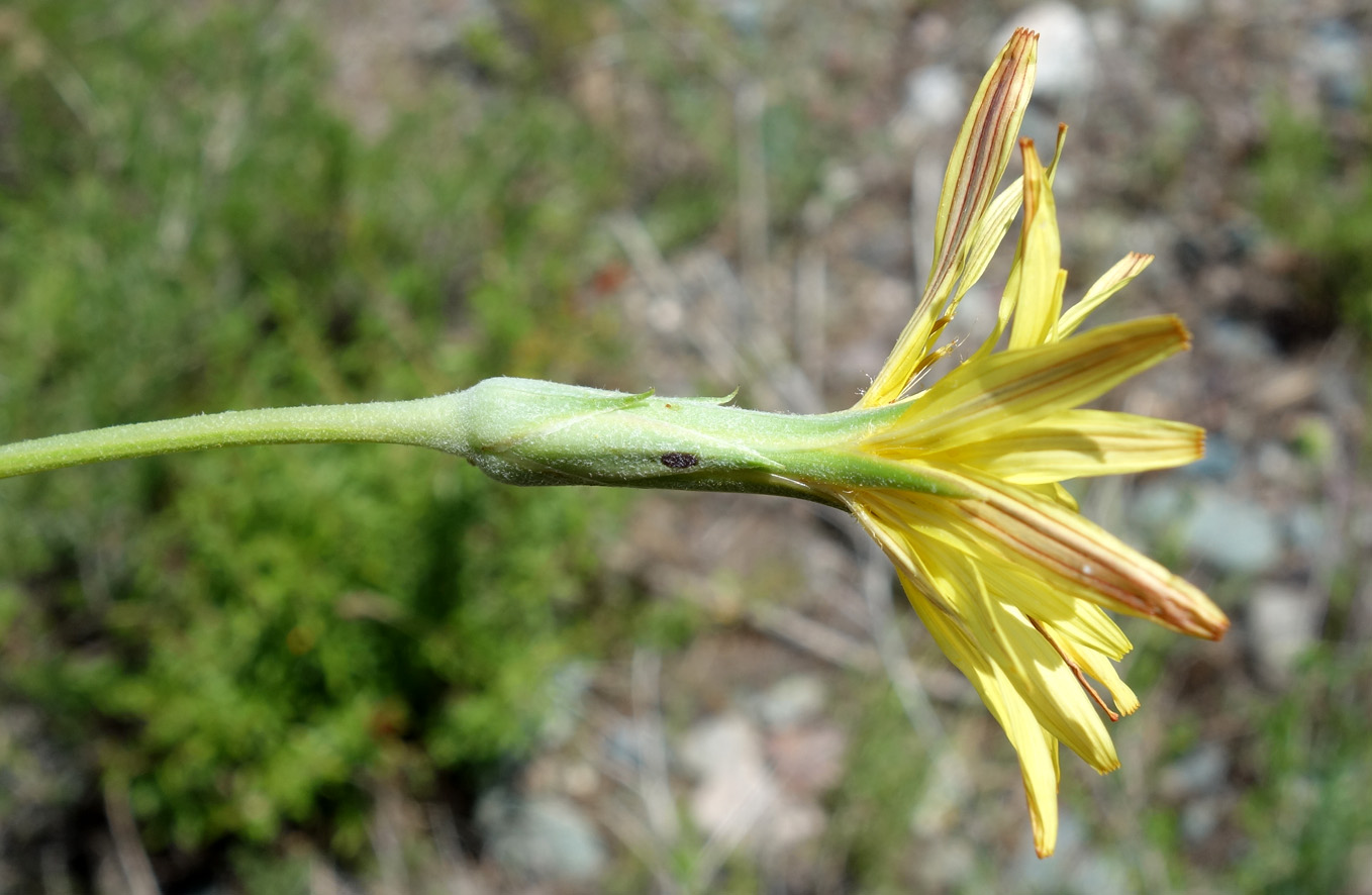 Image of Scorzonera pubescens specimen.