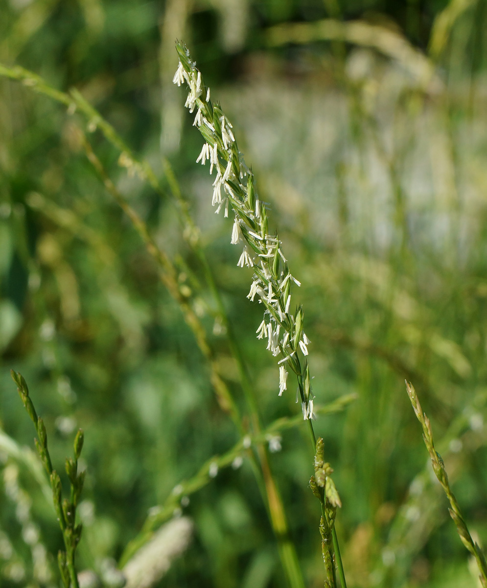 Изображение особи Elytrigia repens.