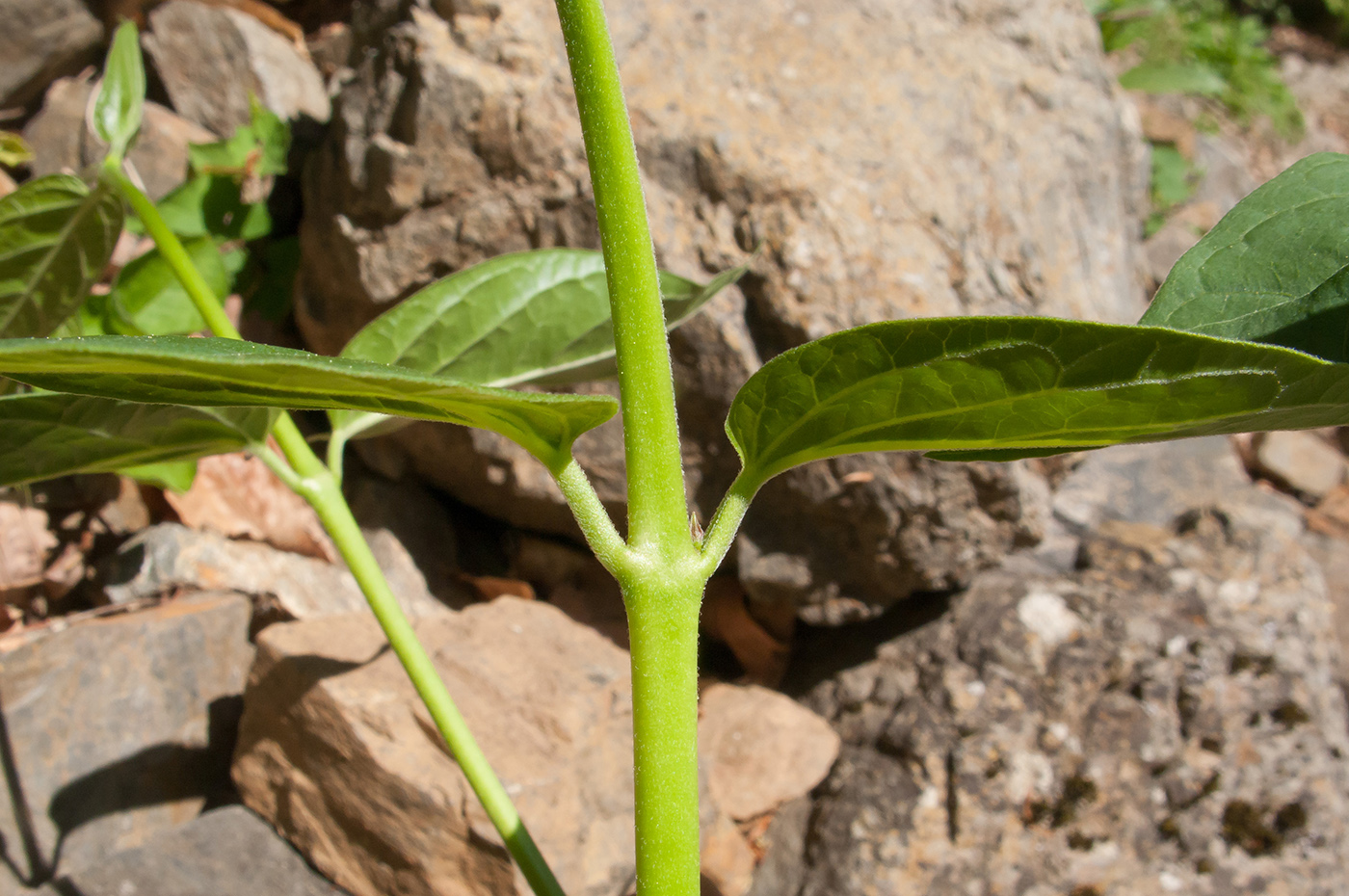 Image of Vincetoxicum scandens specimen.