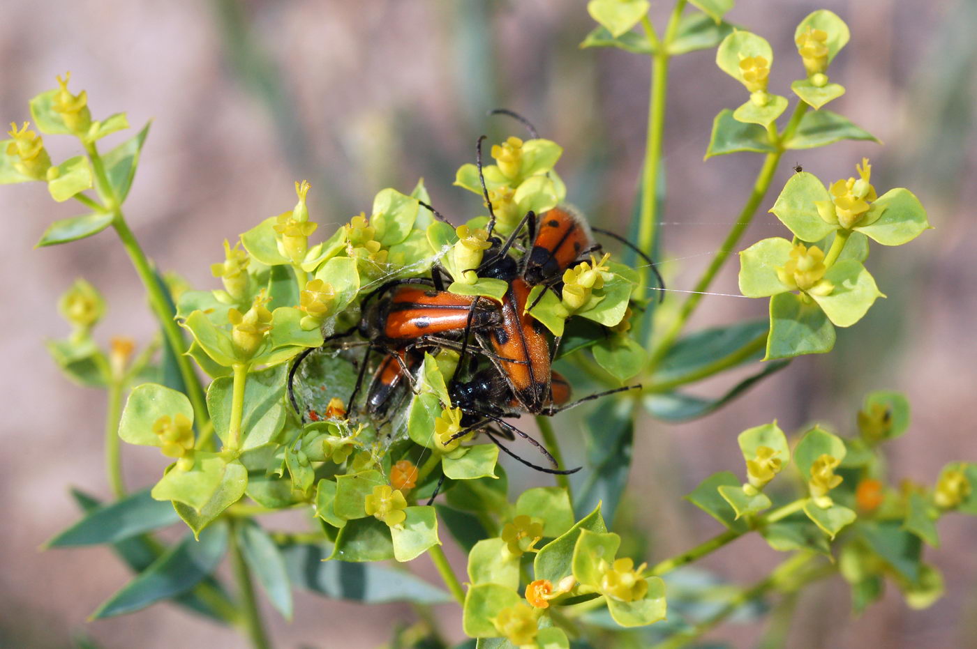 Image of genus Euphorbia specimen.