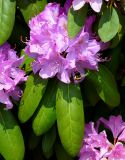 Rhododendron ponticum