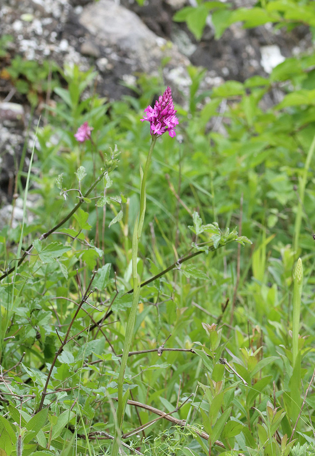 Изображение особи Anacamptis pyramidalis.