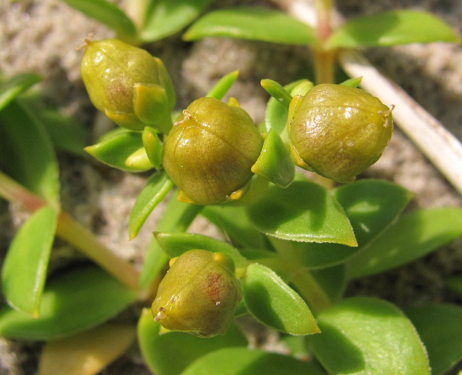 Image of Honckenya peploides ssp. diffusa specimen.