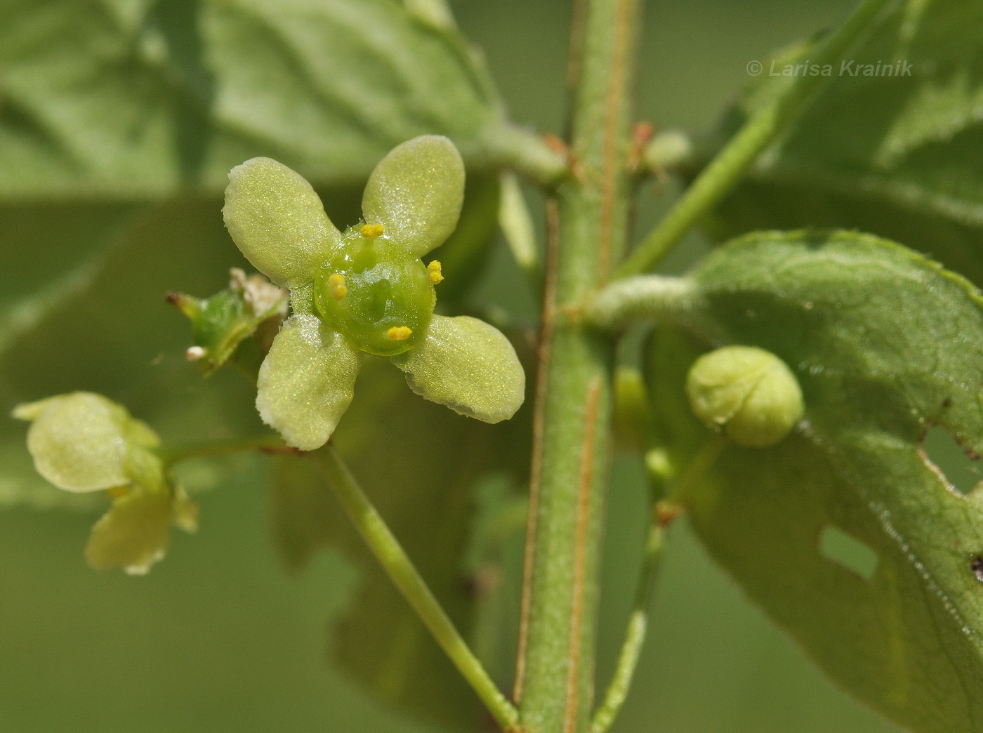 Изображение особи Euonymus sacrosanctus.