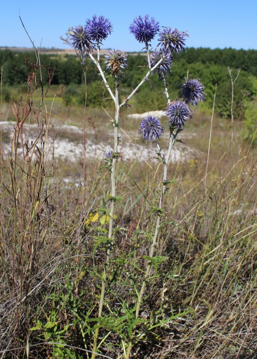 Image of Echinops ruthenicus specimen.