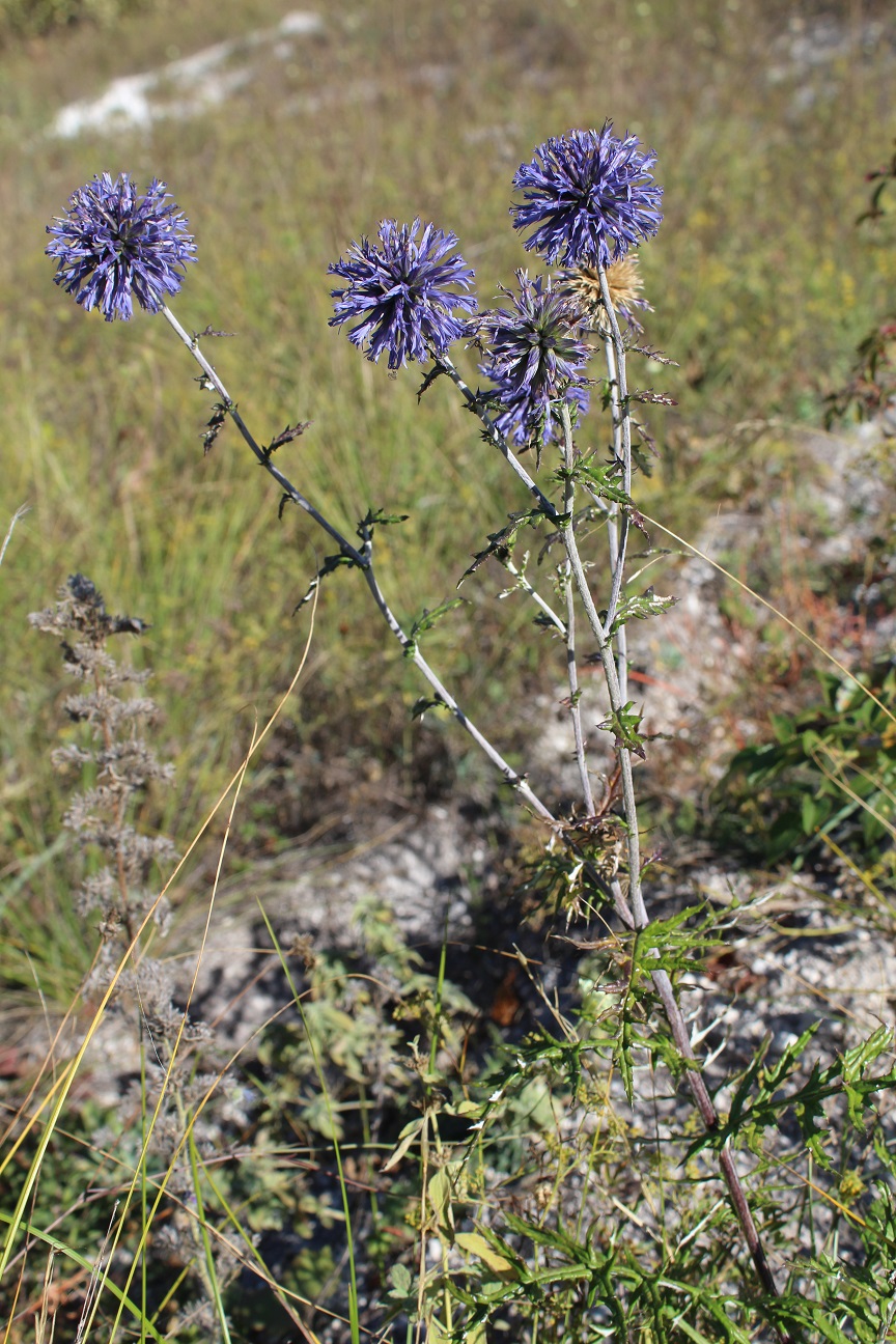 Image of Echinops biebersteinii specimen.