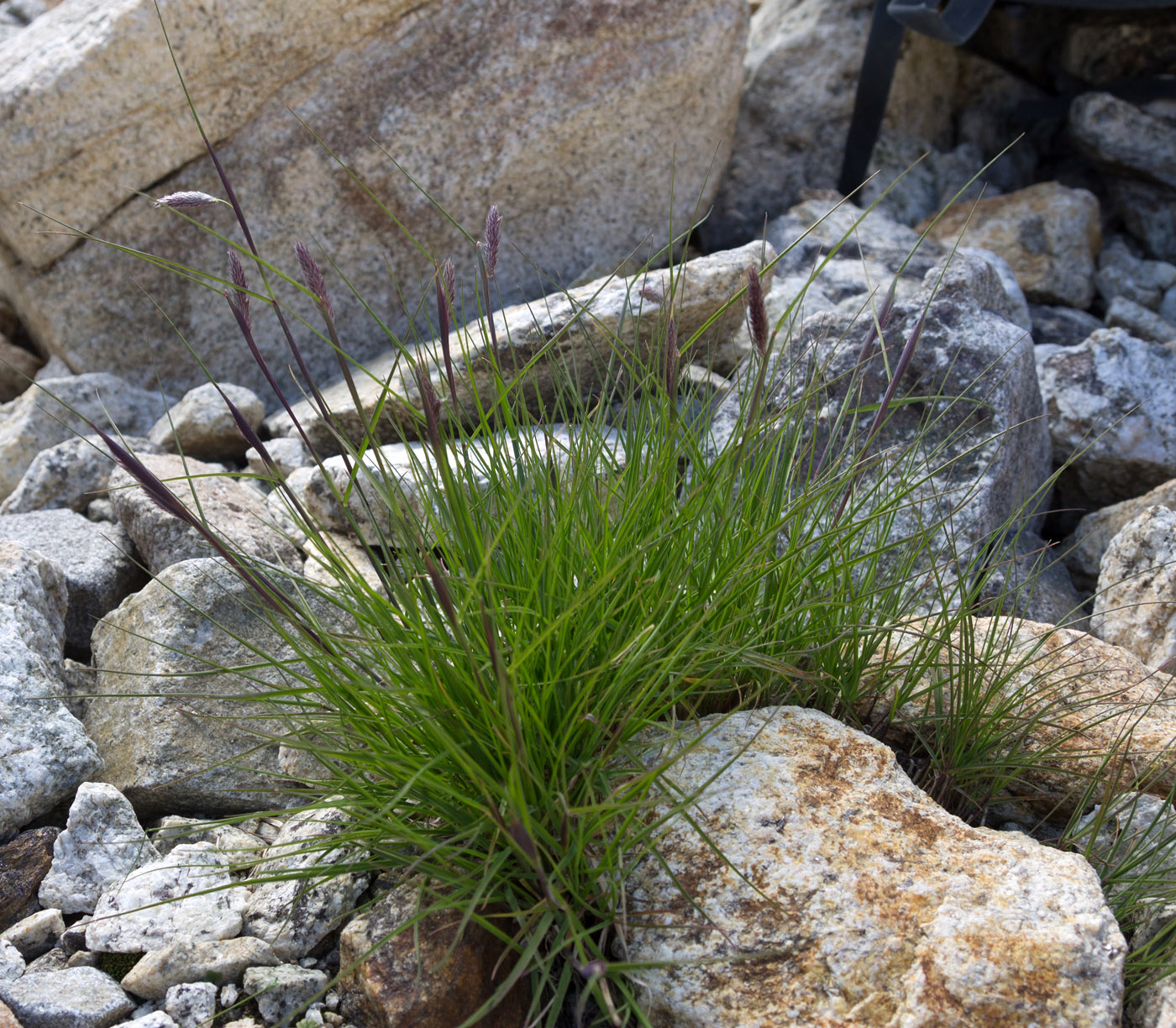 Image of Alopecurus ponticus specimen.