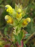 Rhinanthus serotinus