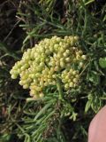 Crithmum maritimum. Соплодие. Испания, Каталония, провинция Girona, Costa Brava, Sant Feliu de Guíxols, побережье Средиземного моря. 23 октября 2008 г.