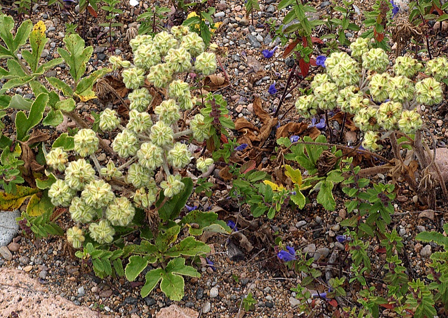 Изображение особи Glehnia litoralis.