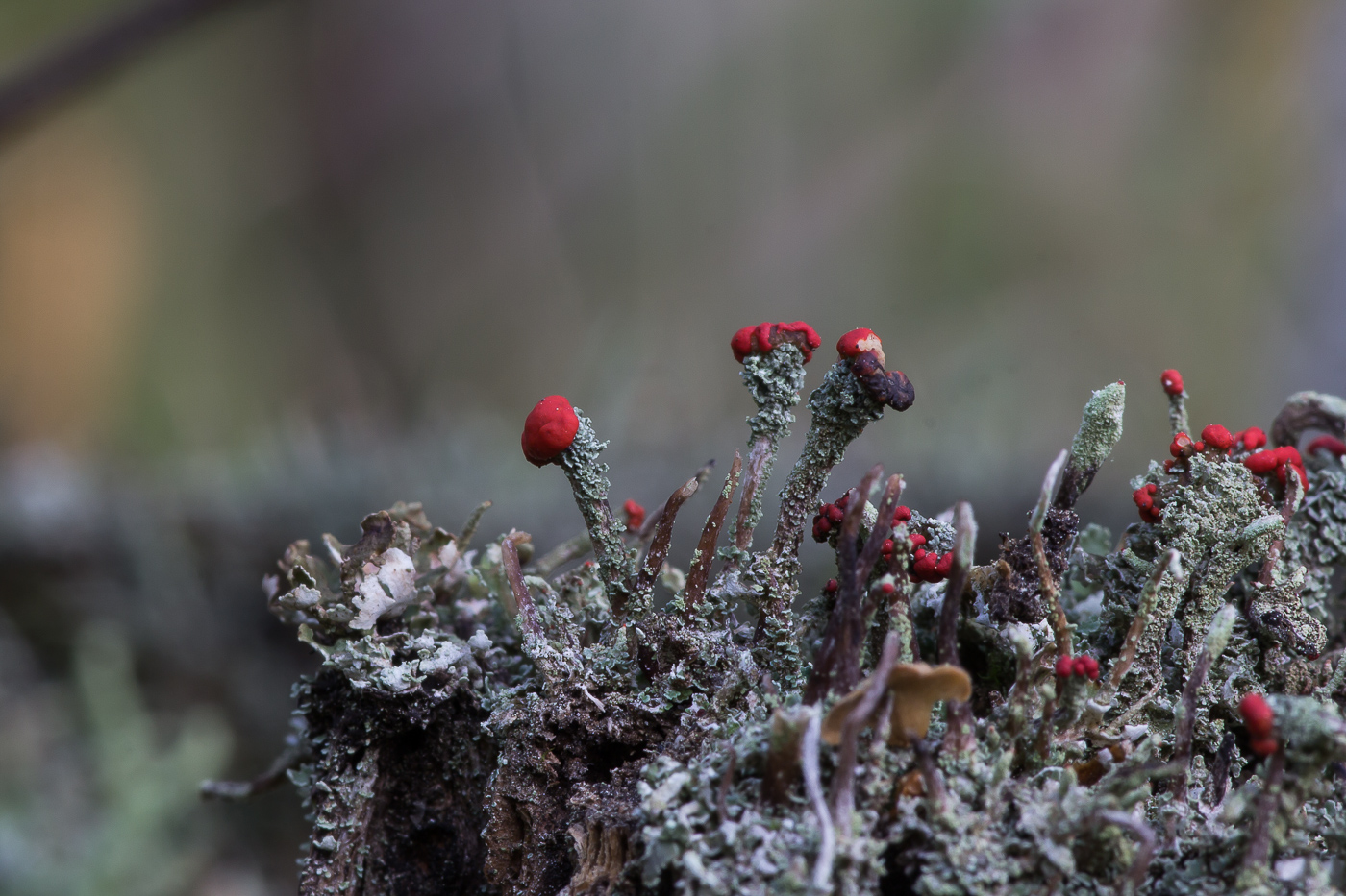 Изображение особи Cladonia macilenta.