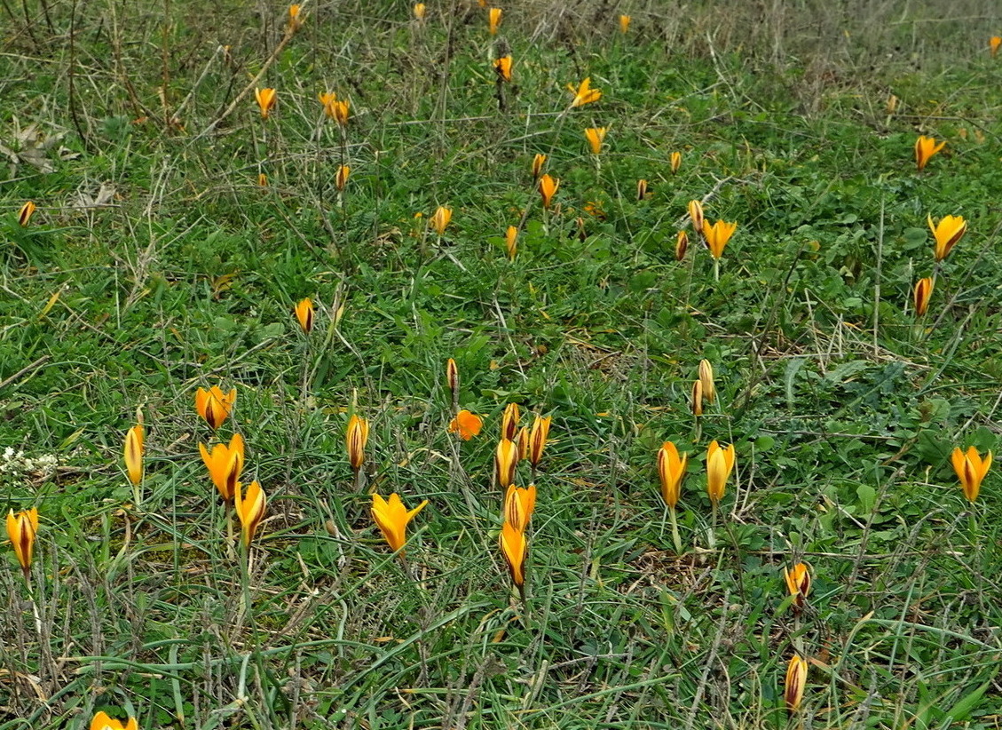 Изображение особи Crocus angustifolius.