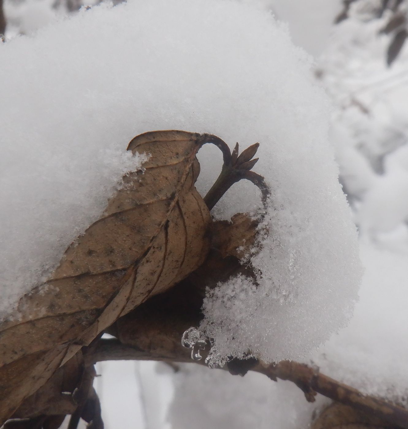 Изображение особи Cornus mas.