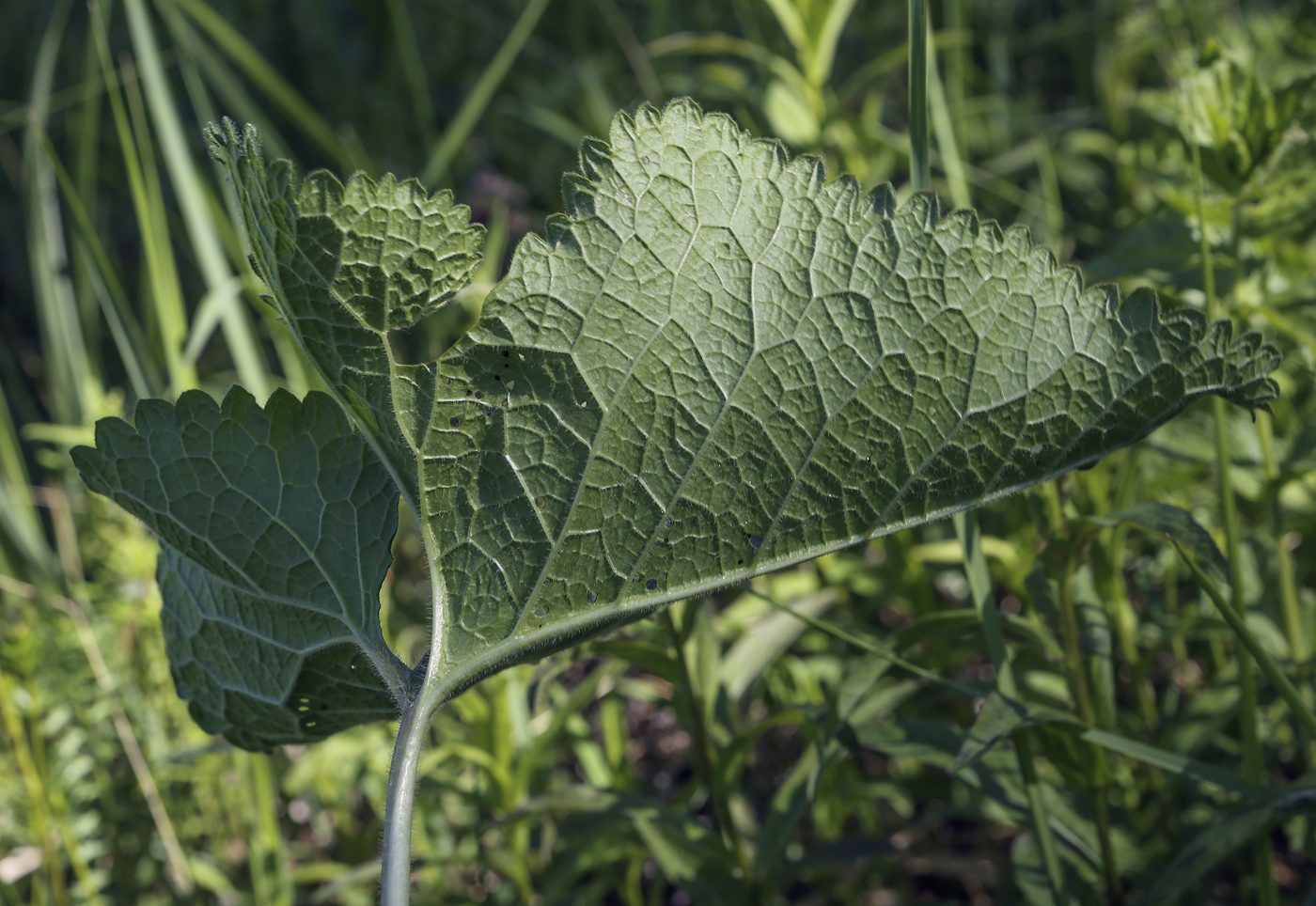 Image of Phlomoides tuberosa specimen.