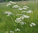 Valeriana officinalis. Верхушки цветущих растений. Ульяновская обл., окр. г. Димитровград, долина р. Бол. Черемшан, левобережная часть, сырой луг на краю старицы. 27.06.2021.