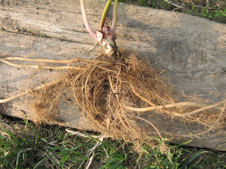 Image of Aegopodium podagraria ssp. nadeshdae specimen.