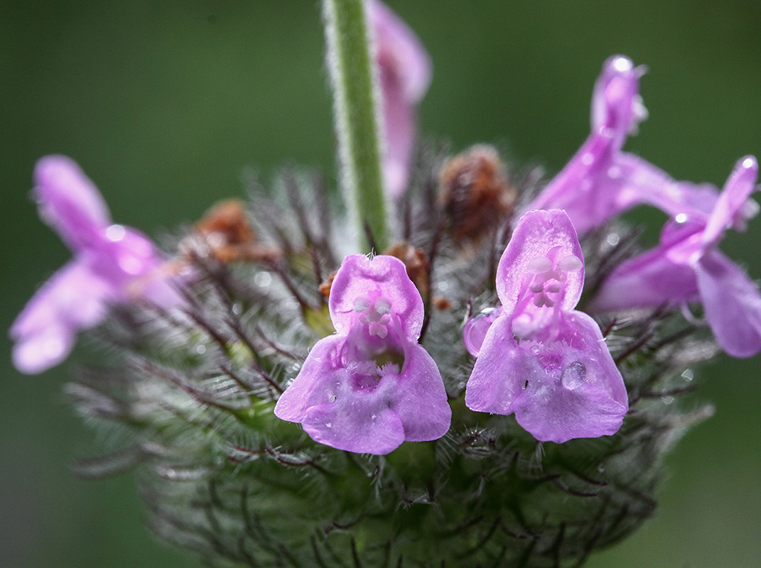 Изображение особи Clinopodium caucasicum.