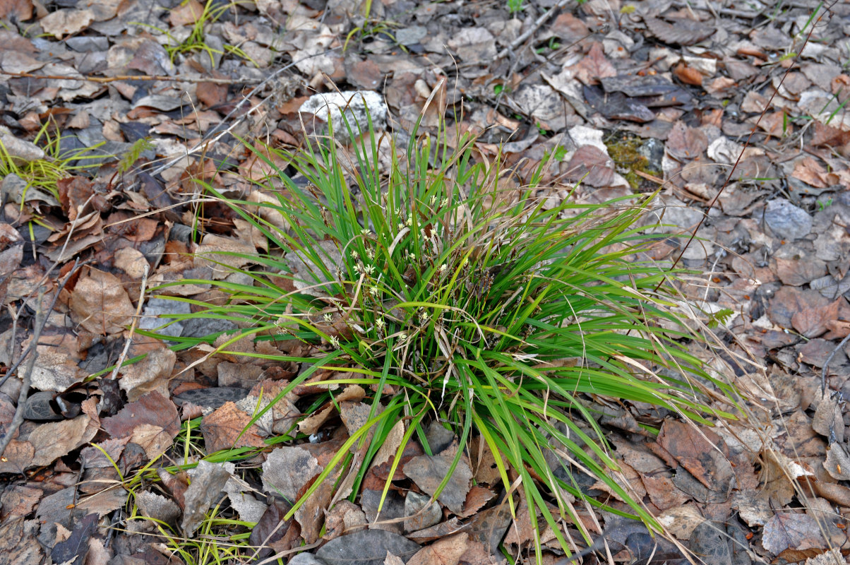 Image of Carex digitata specimen.