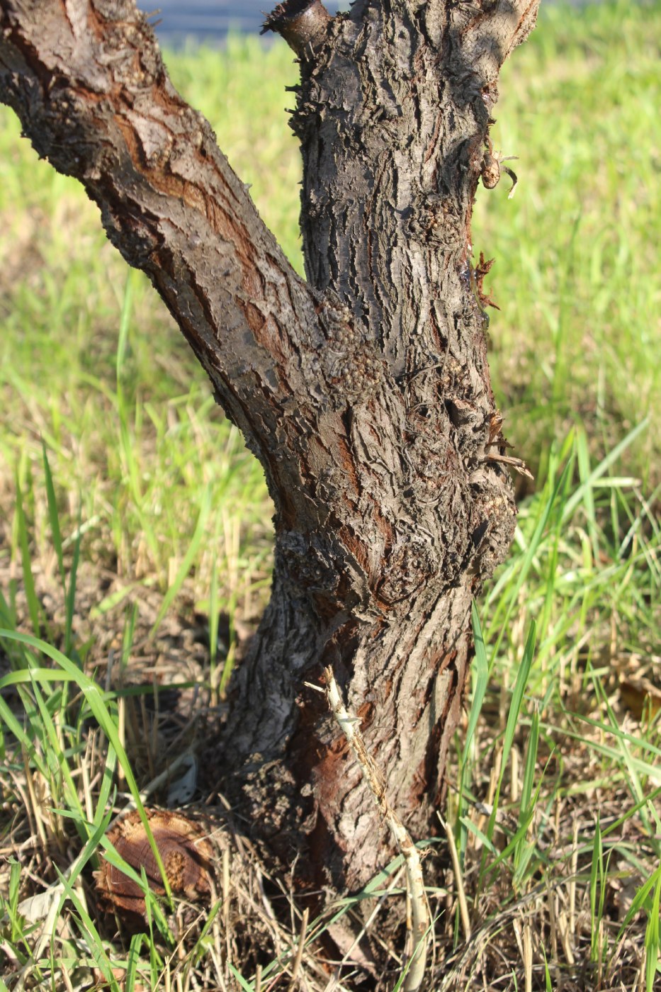 Image of Elaeagnus angustifolia specimen.