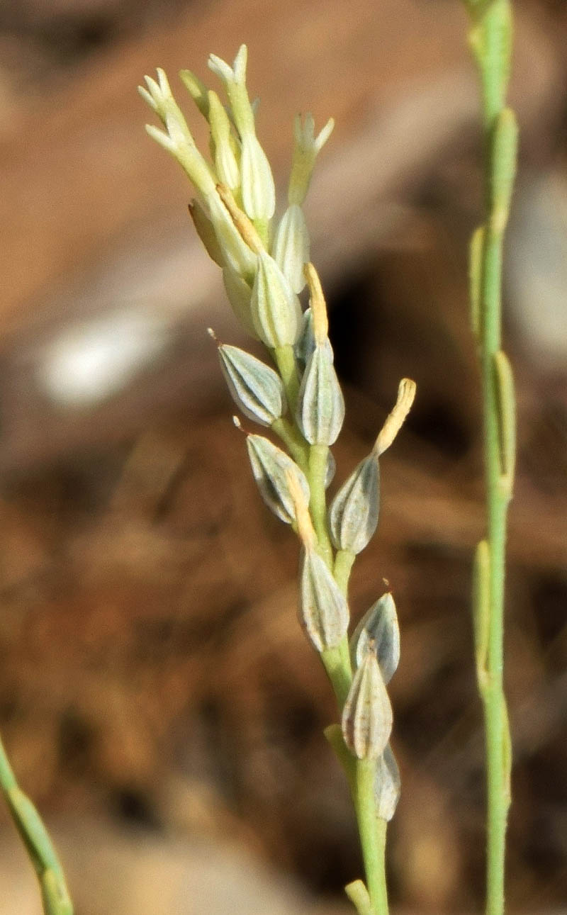 Image of Diarthron vesiculosum specimen.