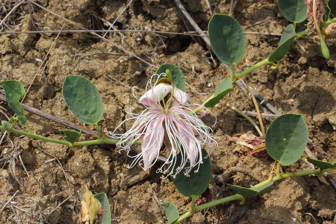 Image of Capparis herbacea specimen.