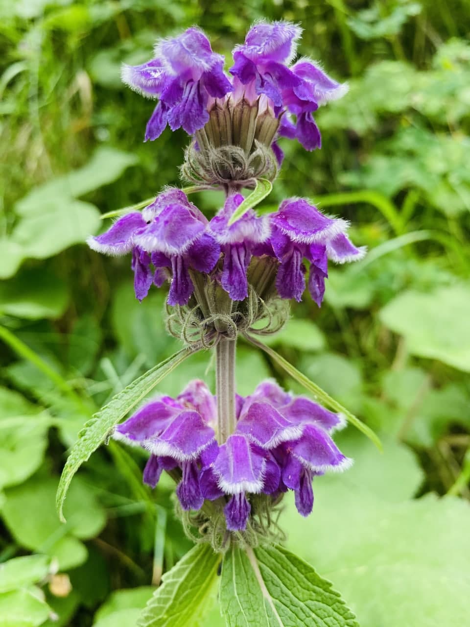 Изображение особи Phlomoides oreophila.