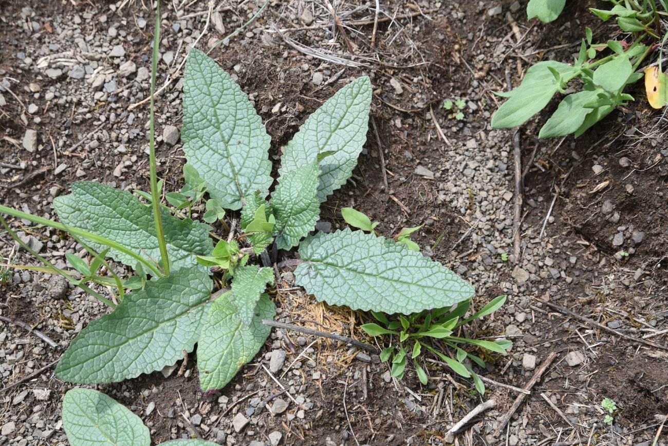 Изображение особи род Verbascum.