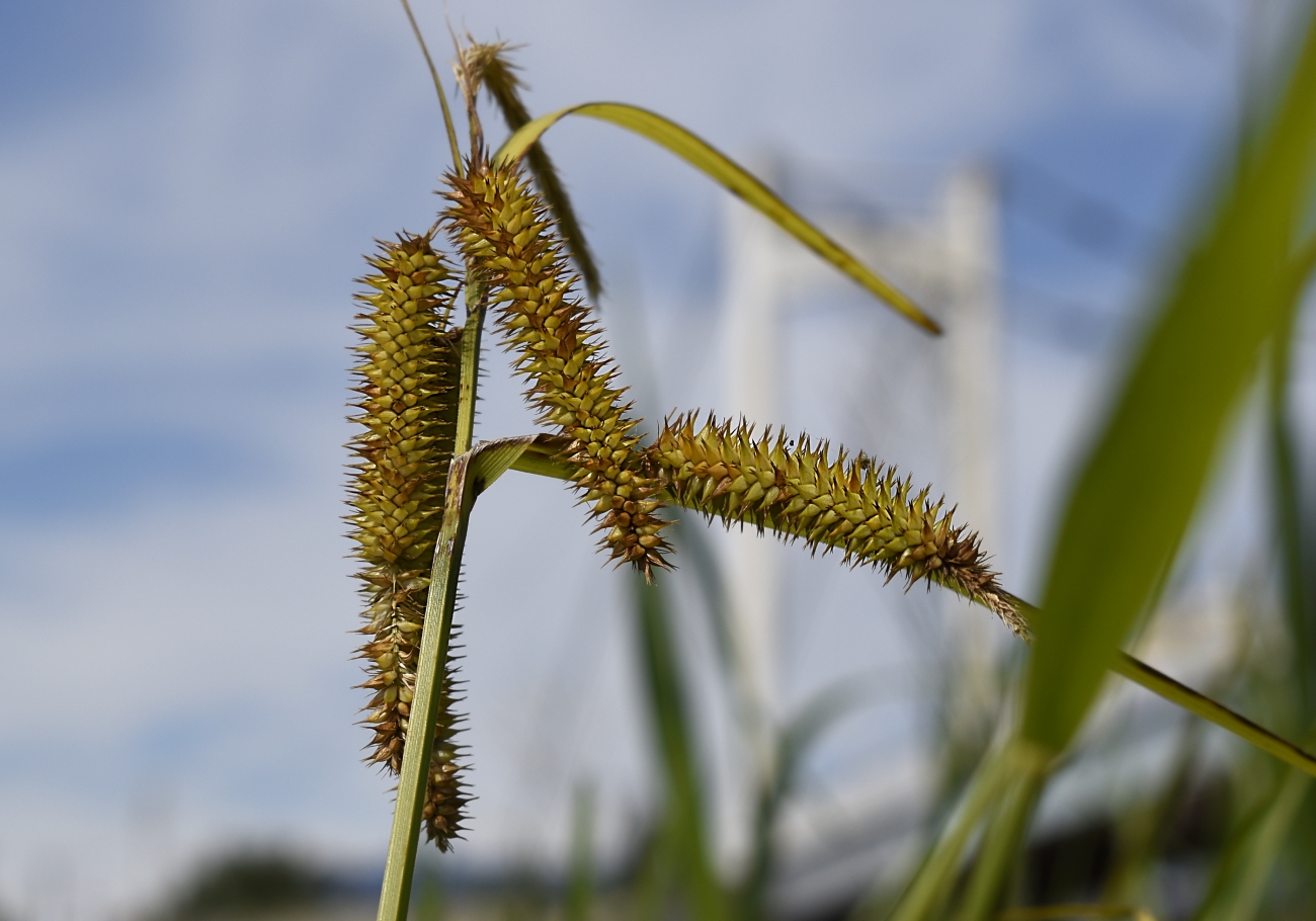 Изображение особи Carex pseudocyperus.