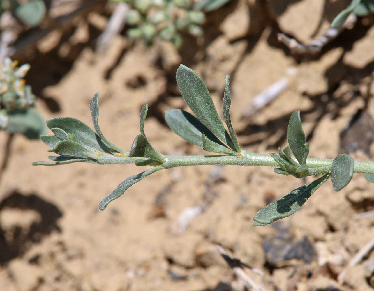 Image of Nitraria sibirica specimen.