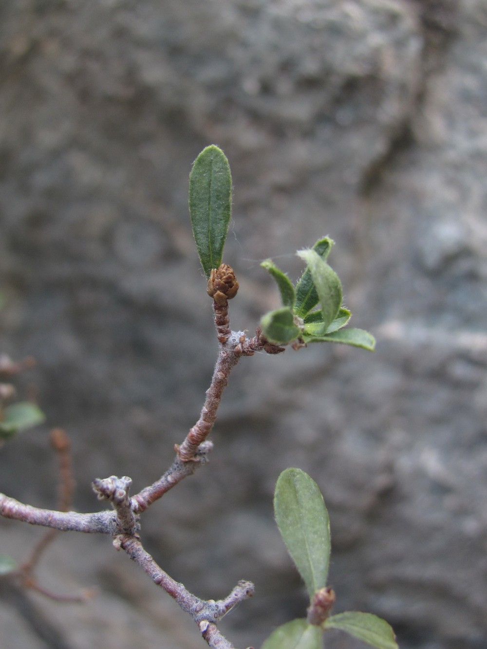 Image of Daphne baksanica specimen.