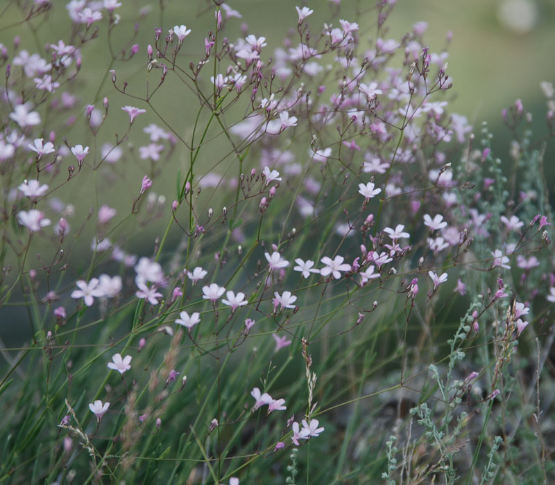 Image of Gypsophila patrinii specimen.