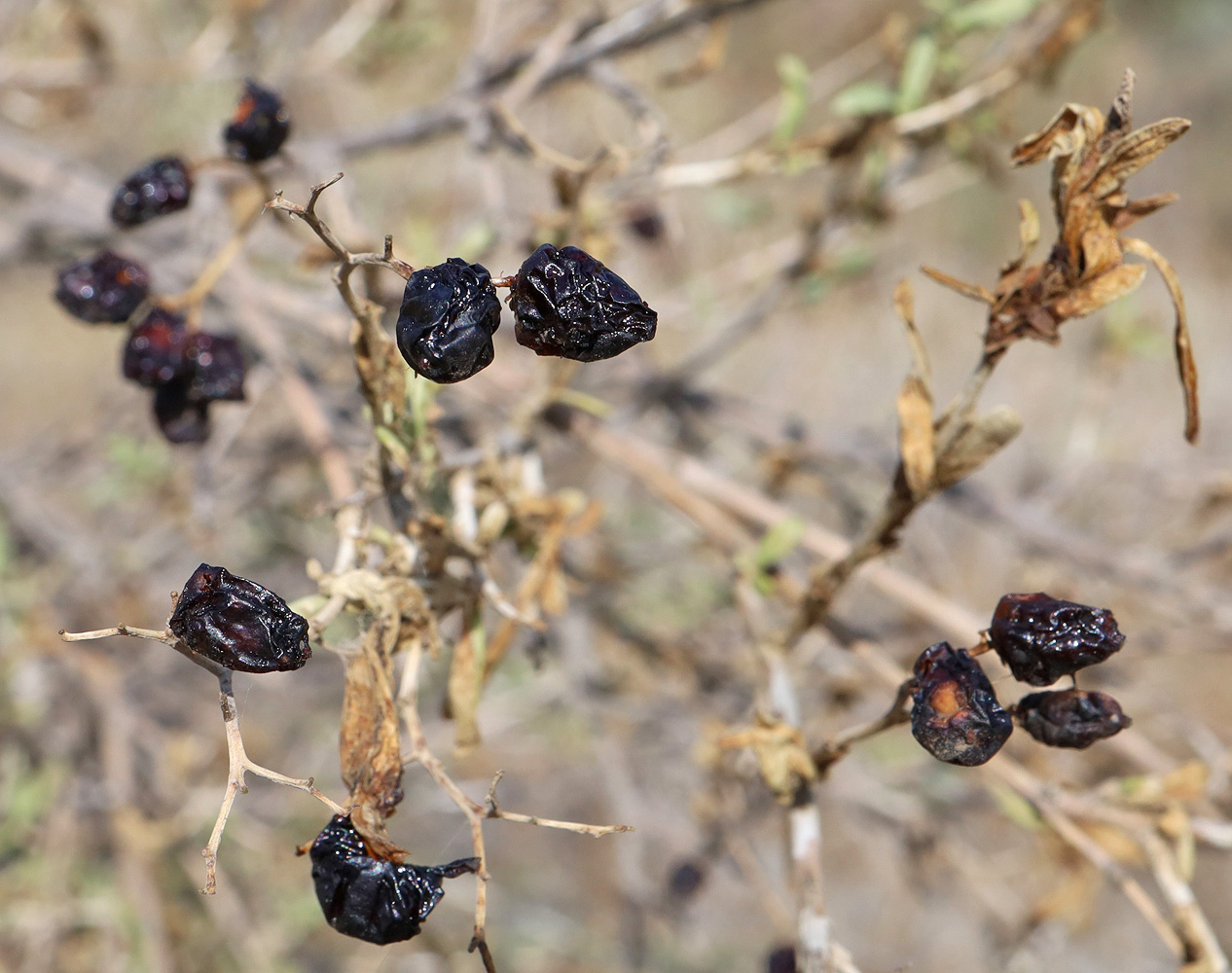 Image of Nitraria schoberi specimen.