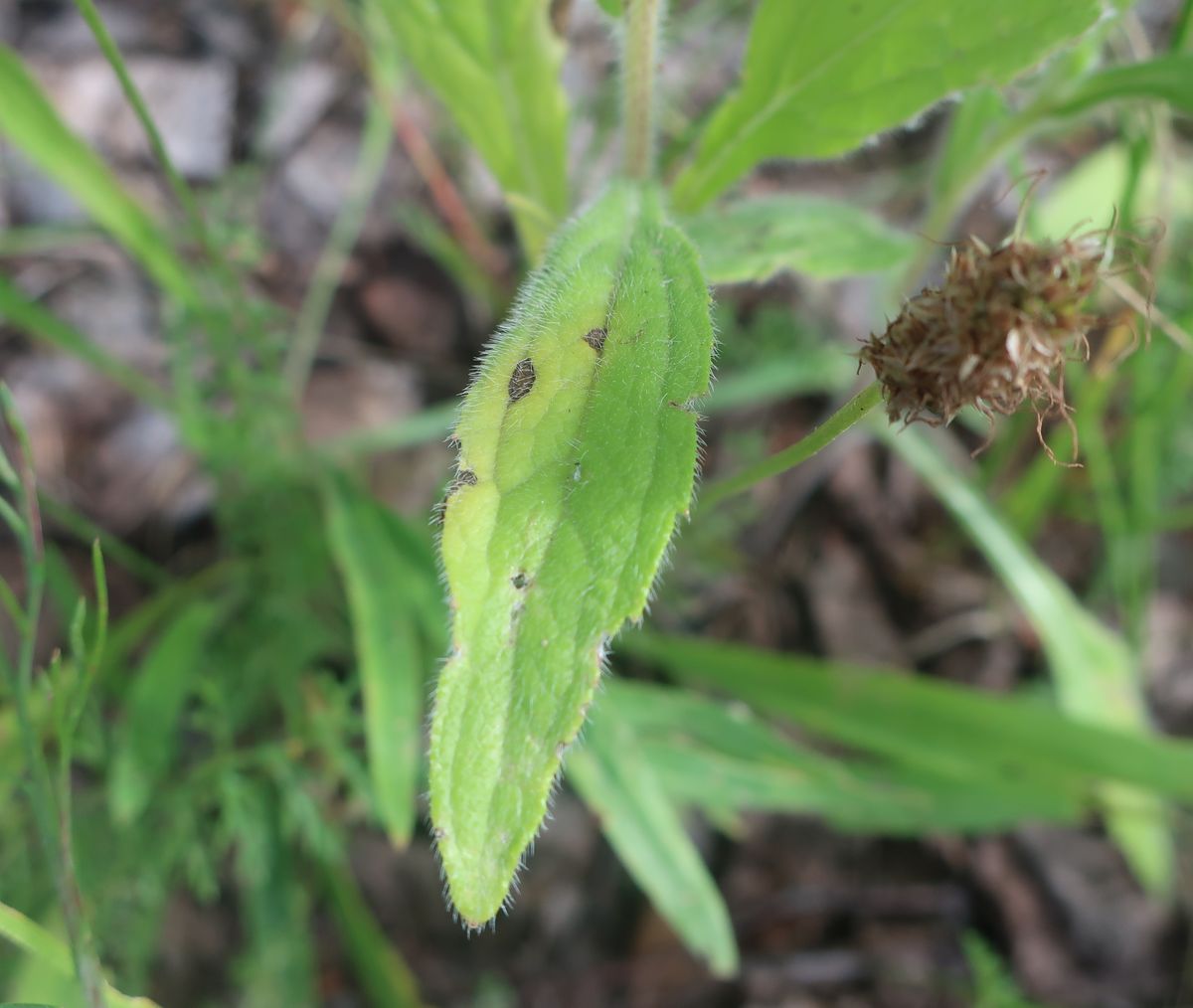 Image of Rudbeckia bicolor specimen.