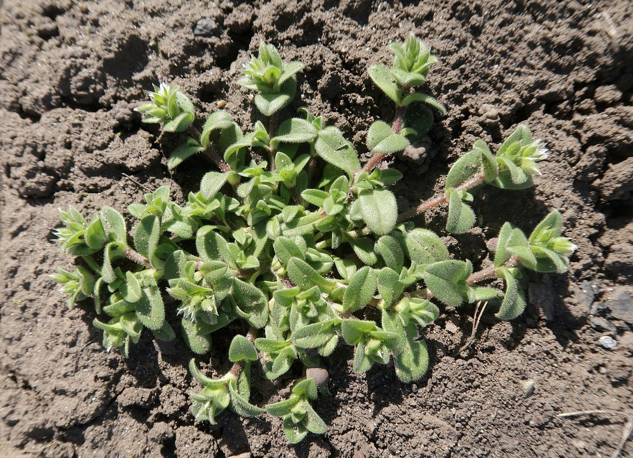 Изображение особи Cerastium semidecandrum.