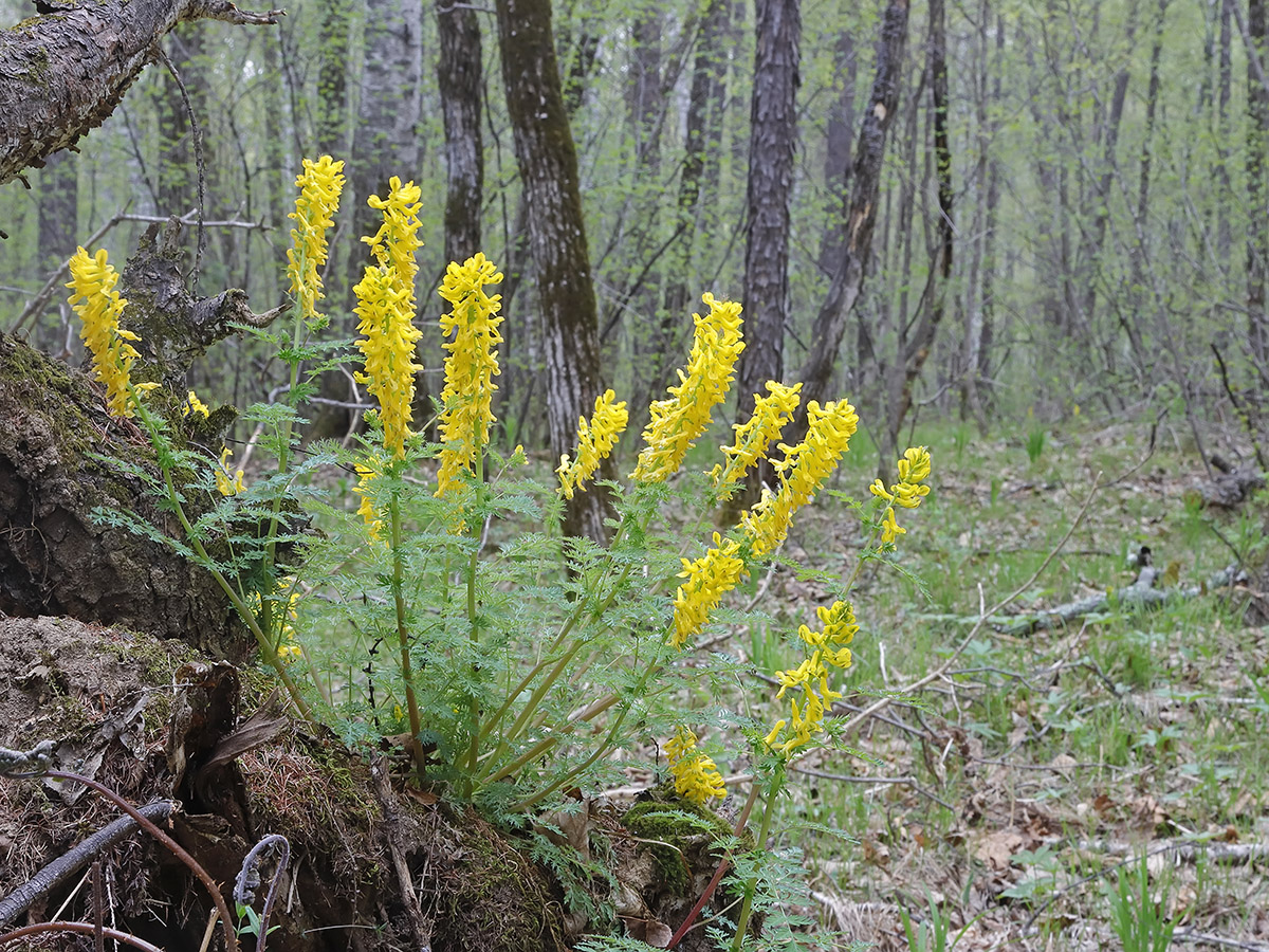 Изображение особи Corydalis speciosa.