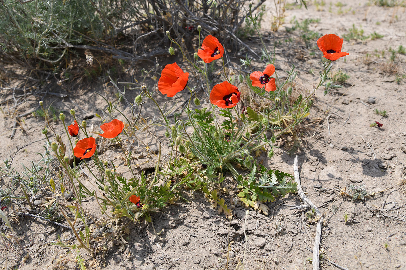 Изображение особи Papaver pavoninum.