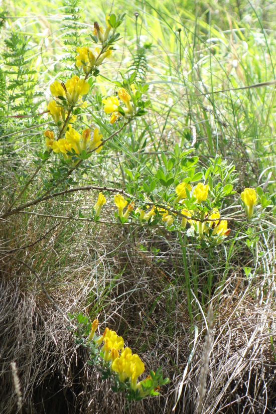 Image of Chamaecytisus ruthenicus specimen.