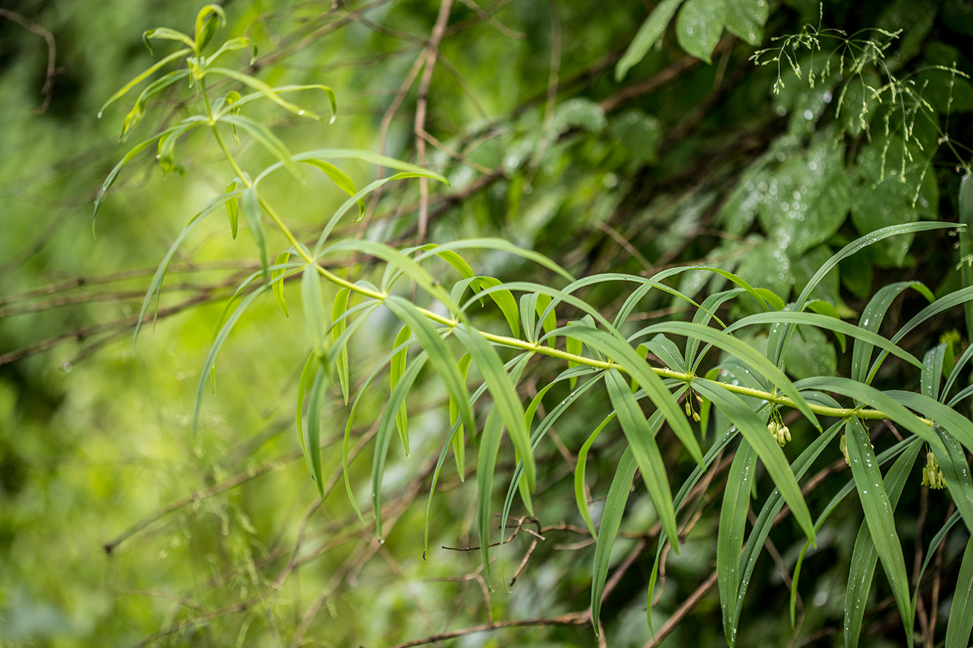 Изображение особи Polygonatum verticillatum.