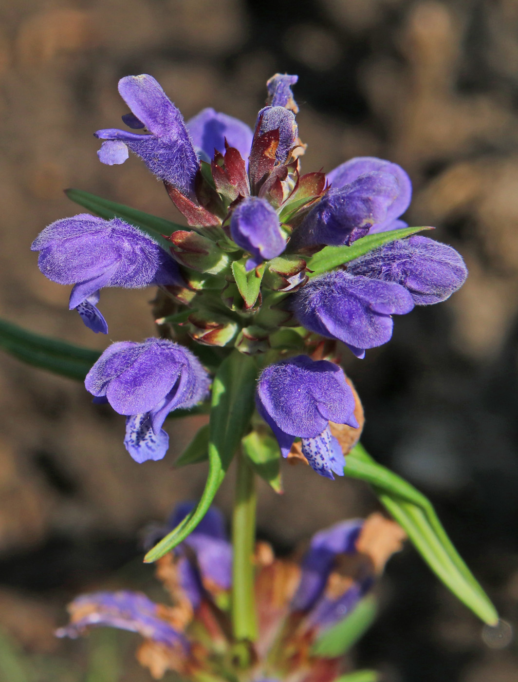 Image of Dracocephalum ruyschiana specimen.