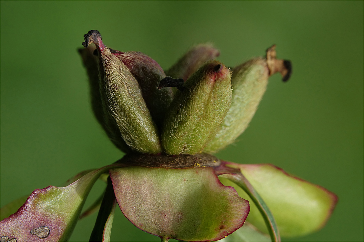 Image of Paeonia lactiflora specimen.