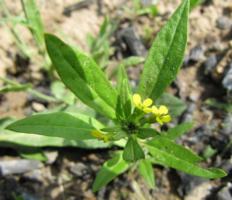 Изображение особи Erysimum cheiranthoides.