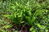 Phyllitis scolopendrium. Спороносящие растения. Грузия, Самегрело-Верхняя Сванетия, Мартвильский каньон, опушка букового леса. 16.06.2023.