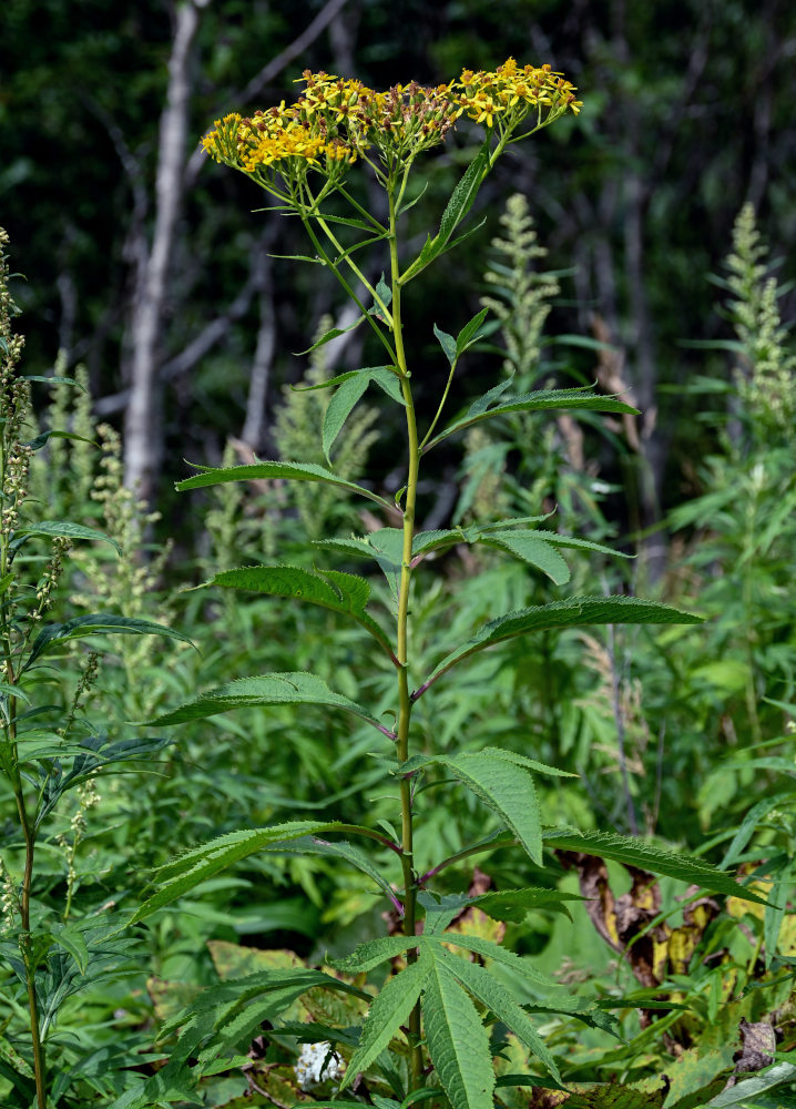 Image of Senecio cannabifolius specimen.