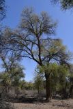 Populus diversifolia. Взрослое дерево высотой около 15 м. Узбекистан, Каракалпакия, Нижне-Амударьинский биосферный резерват, ур. Бадай-Тугай, старовозрастной парковый туранговник у берега реки. 8 апреля 2023 г.