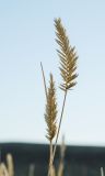 genus Agropyron. Верхушки плодоносящих побегов. Оренбургская обл., Беляевский р-н, Донской сельсовет, Долгие Горы, степь. 4 сентября 2023 г.